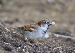 <p>VRABEC DOMÁCÍ (Passer domesticus) /House sparrow - Haussperling/</p>